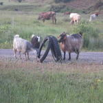 Козите дойдоха да проверят офроуд гумите на Любака...
