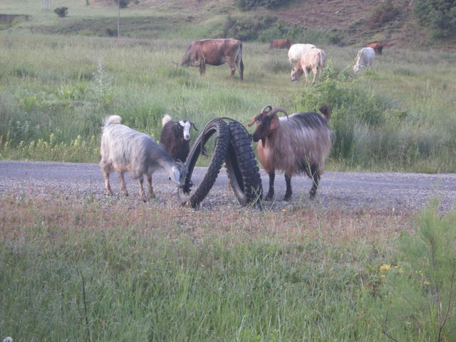 Козите дойдоха да проверят офроуд гумите на Любака...