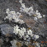 Еделвайси по пътя.