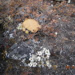 Още еделвайси.