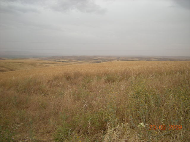 Поле с жито преди Диарбекир.