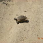 Голямата костенурка.