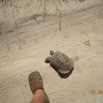 Аз нося 43 номер.